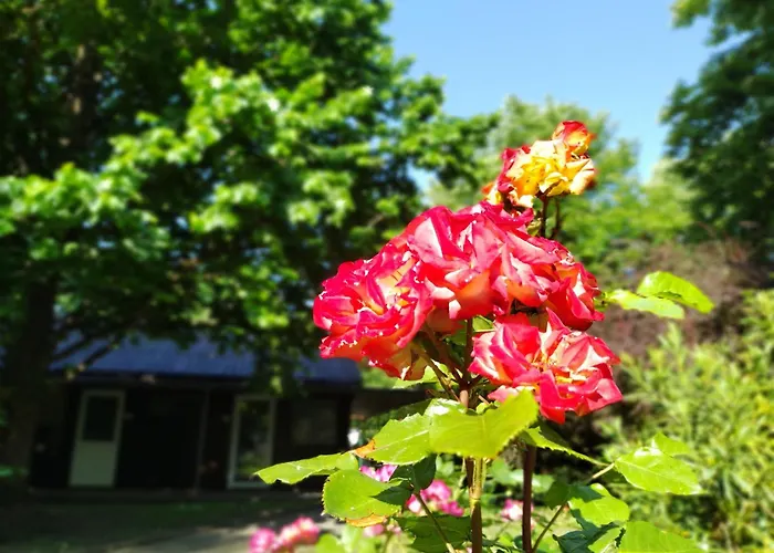 Gesztenyes Ueduelo בלטונודבארי